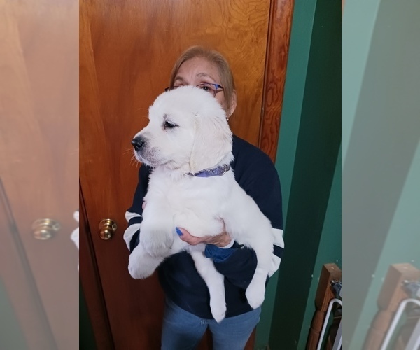 Medium Photo #13 English Cream Golden Retriever Puppy For Sale in NORTHWOOD, OH, USA