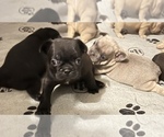 Small Photo #7 French Bulldog Puppy For Sale in MIRAMAR, FL, USA