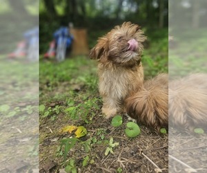 Shih Tzu Puppy for sale in ORANGE PARK, FL, USA