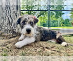 Small #2 Dachshund Mix