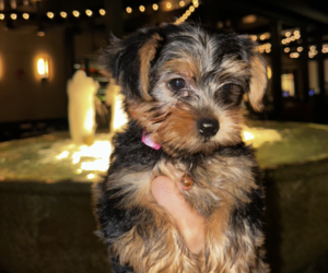 Yorkshire Terrier Puppy for sale in TAMARAC, FL, USA