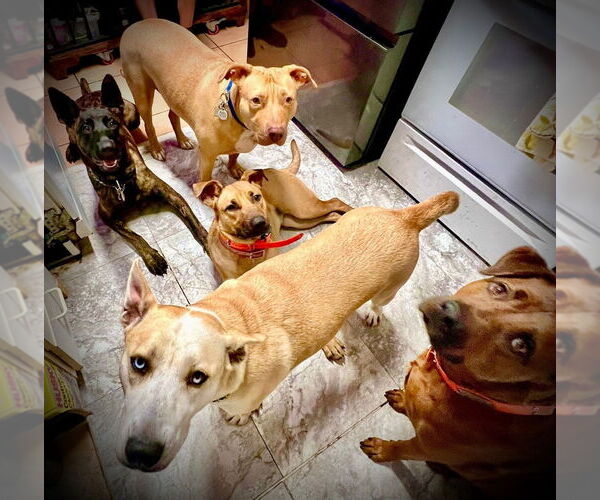 Medium Photo #3 - Mix Puppy For Sale in Imlay City, MI, USA