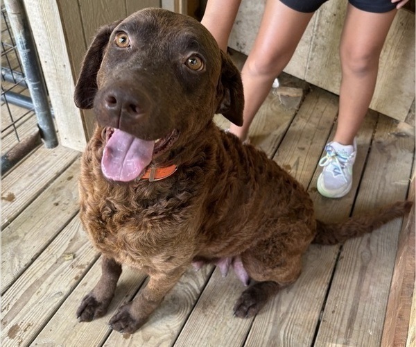 Medium Photo #1 Chesapeake Bay Retriever Puppy For Sale in COOKEVILLE, TN, USA