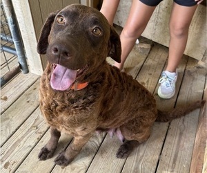 Mother of the Chesapeake Bay Retriever puppies born on 04/13/2025