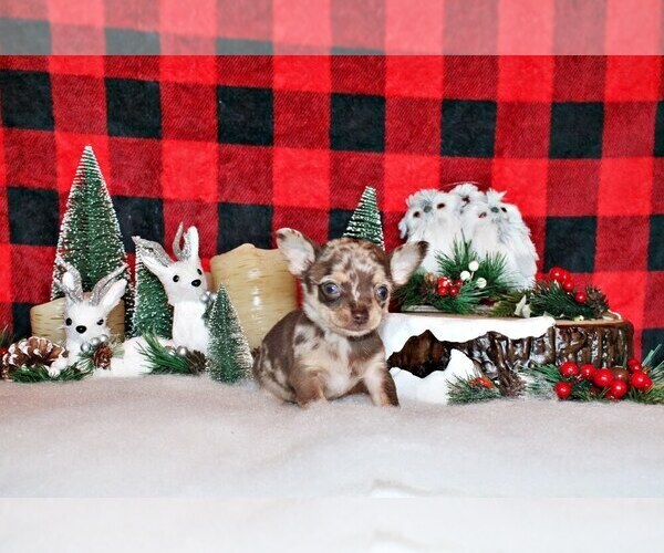 Medium Photo #39 Chihuahua Puppy For Sale in CHARLESTON, AR, USA