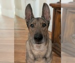 Small #9 Mutt
