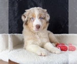 Small #2 Australian Shepherd