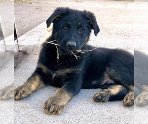 German Shepherd Dog Puppy for Sale in BRIGHTON, Colorado USA