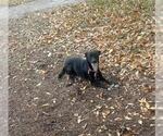Small Mutt