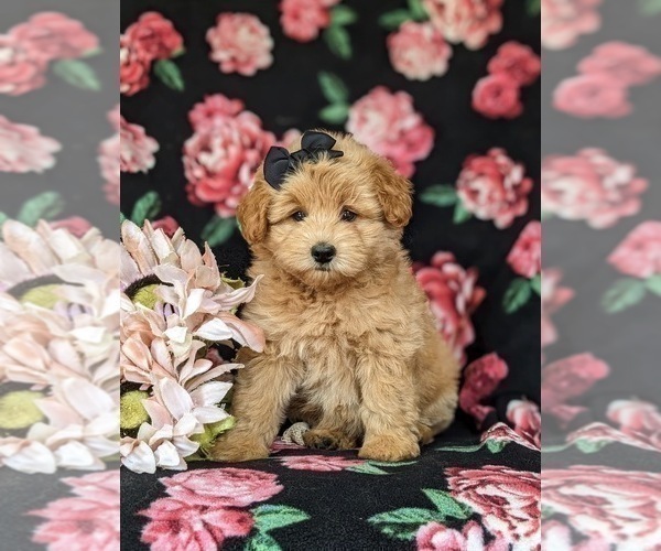 Medium Photo #2 Pookimo Puppy For Sale in QUARRYVILLE, PA, USA