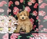 Small Photo #2 Pookimo Puppy For Sale in QUARRYVILLE, PA, USA