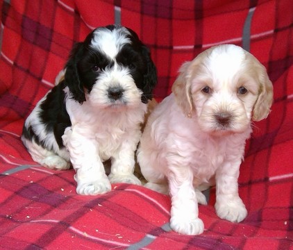 Medium Photo #4 Cavalier King Charles Spaniel-Poodle (Toy) Mix Puppy For Sale in CONOWINGO, MD, USA