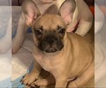 Small #3 French Bulldog