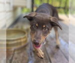 Small #2 Labrador Retriever Mix