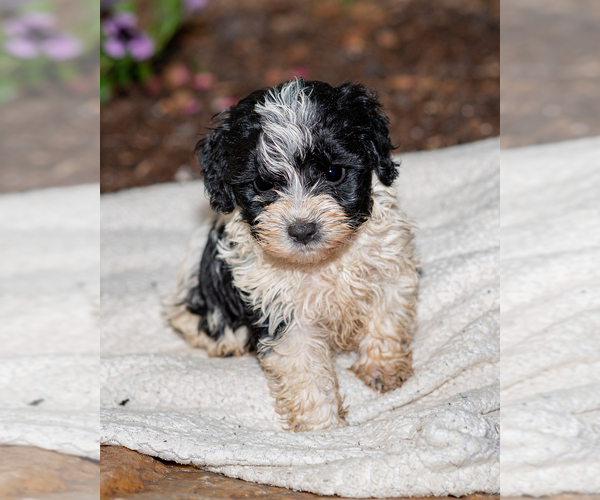 Medium Photo #1 Cockapoo Puppy For Sale in ELKTON, MD, USA