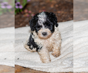 Cockapoo Puppy for sale in ELKTON, MD, USA
