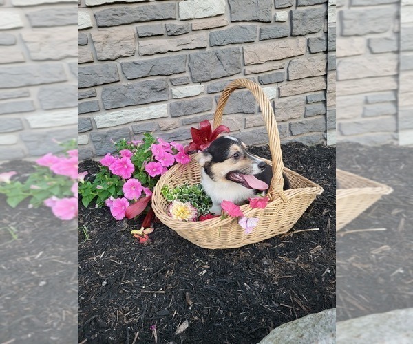 Medium Photo #18 Pembroke Welsh Corgi Puppy For Sale in PORT BYRON, NY, USA