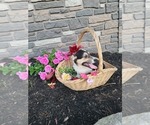 Small Photo #18 Pembroke Welsh Corgi Puppy For Sale in PORT BYRON, NY, USA