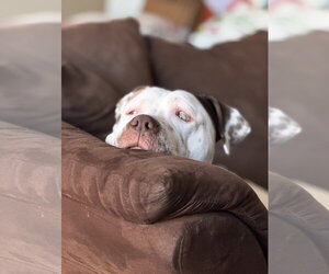 Bowser - Male American Pit Bull Terrier-Unknown Mix Dog for Adoption - Photo #3
