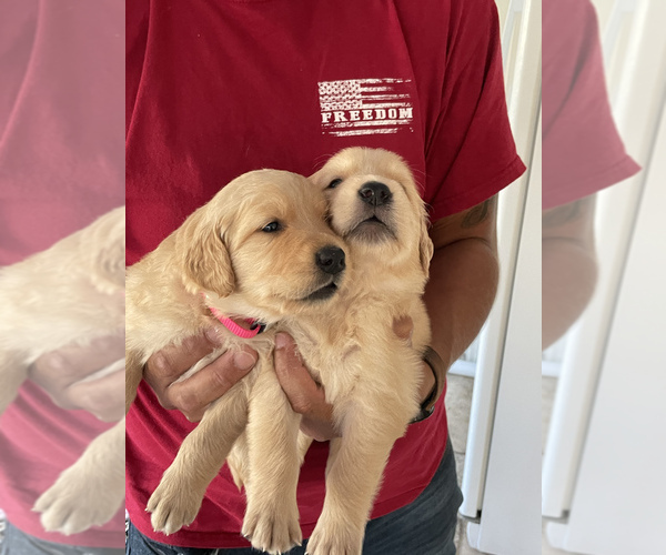 Medium Photo #1 Golden Retriever Puppy For Sale in CLEARWATER, FL, USA