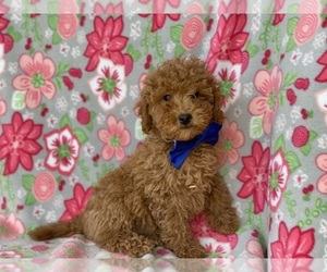 Poodle (Toy) Puppy for sale in LANCASTER, PA, USA