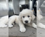 Puppy Purple Great Pyrenees