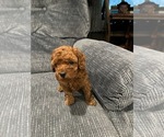 Puppy Penny Poodle (Toy)