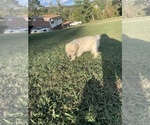 Small Photo #9 Labrador Retriever Puppy For Sale in CHURCH HILL, TN, USA