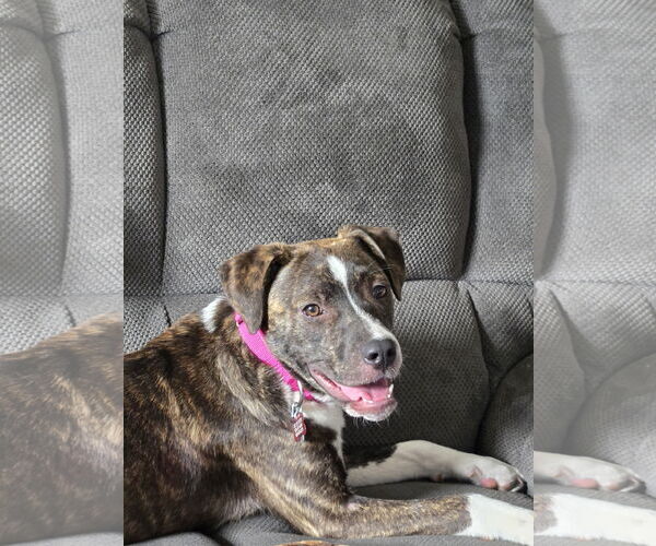 Medium Photo #33 Mutt Puppy For Sale in Mount Laurel, NJ, USA