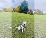 Small #2 American Bulldog Mix