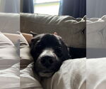 Small #6 Border Collie Mix