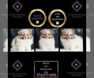 Pomeranian Puppy for sale in WARSAW, IN, USA