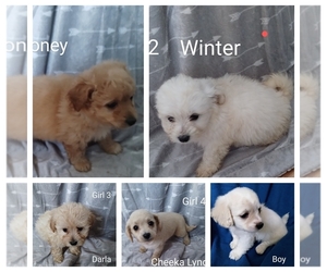 ShihPoo Puppy for sale in Waterford, Ontario, Canada