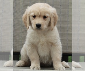 Golden Retriever Puppy for sale in FREDERICKSBURG, OH, USA