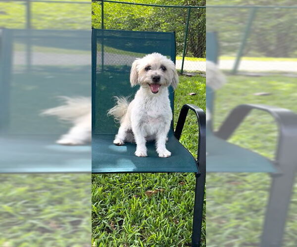 Medium Photo #12 Mal-Shi Puppy For Sale in Weston, FL, USA