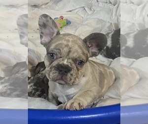 French Bulldog Puppy for sale in VIRGINIA BEACH, VA, USA