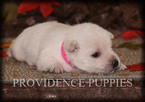 Small #8 West Highland White Terrier