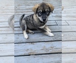 Small Photo #4 Chow Chow-Siberian Husky Mix Puppy For Sale in GIDDINGS, TX, USA