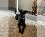 Small #5 Labrador Retriever