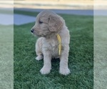 Small Photo #36 Goldendoodle Puppy For Sale in PHOENIX, AZ, USA