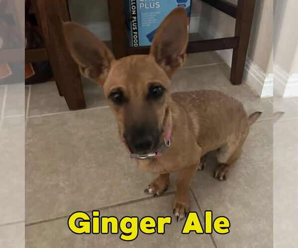 Medium Photo #10 Dachshund-Unknown Mix Puppy For Sale in San Antonio, TX, USA