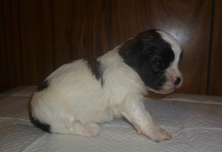 ShihPoo Puppy for sale in HARTWELL, GA, USA