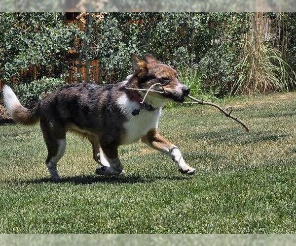 Medium Photo #4 Mutt Puppy For Sale in Denver , CO, USA