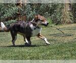 Small #3 Mutt