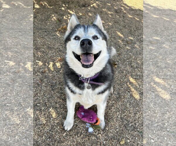 Medium Photo #10 Siberian Husky Puppy For Sale in  Ramona, CA, USA