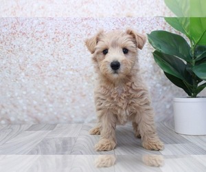 Poodle (Standard)-West Highland White Terrier Mix Puppy for sale in MARIETTA, GA, USA