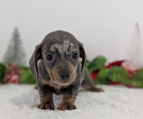 Medium Photo #4 Dachshund Puppy For Sale in GOSHEN, IN, USA