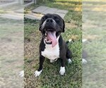 Small Photo #1 Staffordshire Bull Terrier Puppy For Sale in Rosenberg, TX, USA