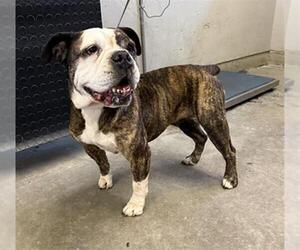 Bulldog Dogs for adoption in Camarillo, CA, USA