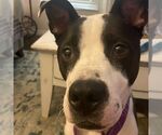 Small #2 American Bulldog-Collie Mix